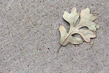 Underside of bur oak leaf on concrete 1