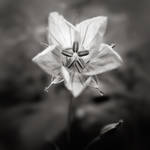 melancholia by cez4r