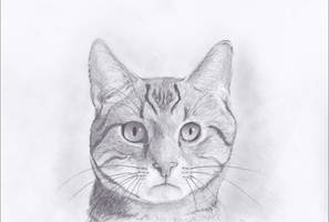 Cat Sketch