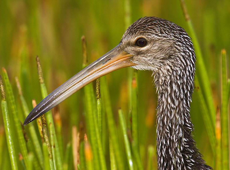 Limpkin Profile- Green Cay Wet