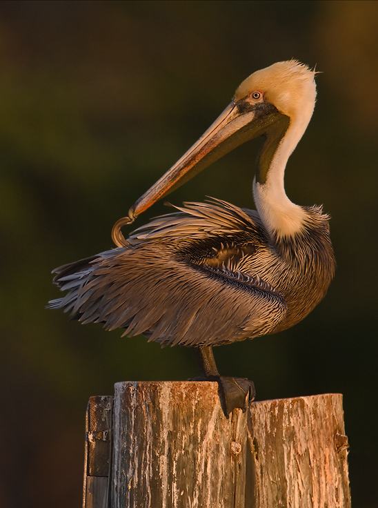 Preening Brown Pelican