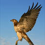 Juvenile Red-tailed Hawk