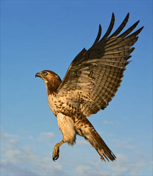 Juvenile Red-tailed Hawk