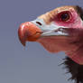 Vulture study 3