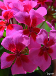 Geranium flowering by TupuH1961