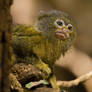 Pygmy Marmoset