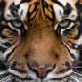 Sumatran Tiger #02