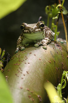 Amazon Milk Frog #01