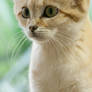 Sand Cat #2