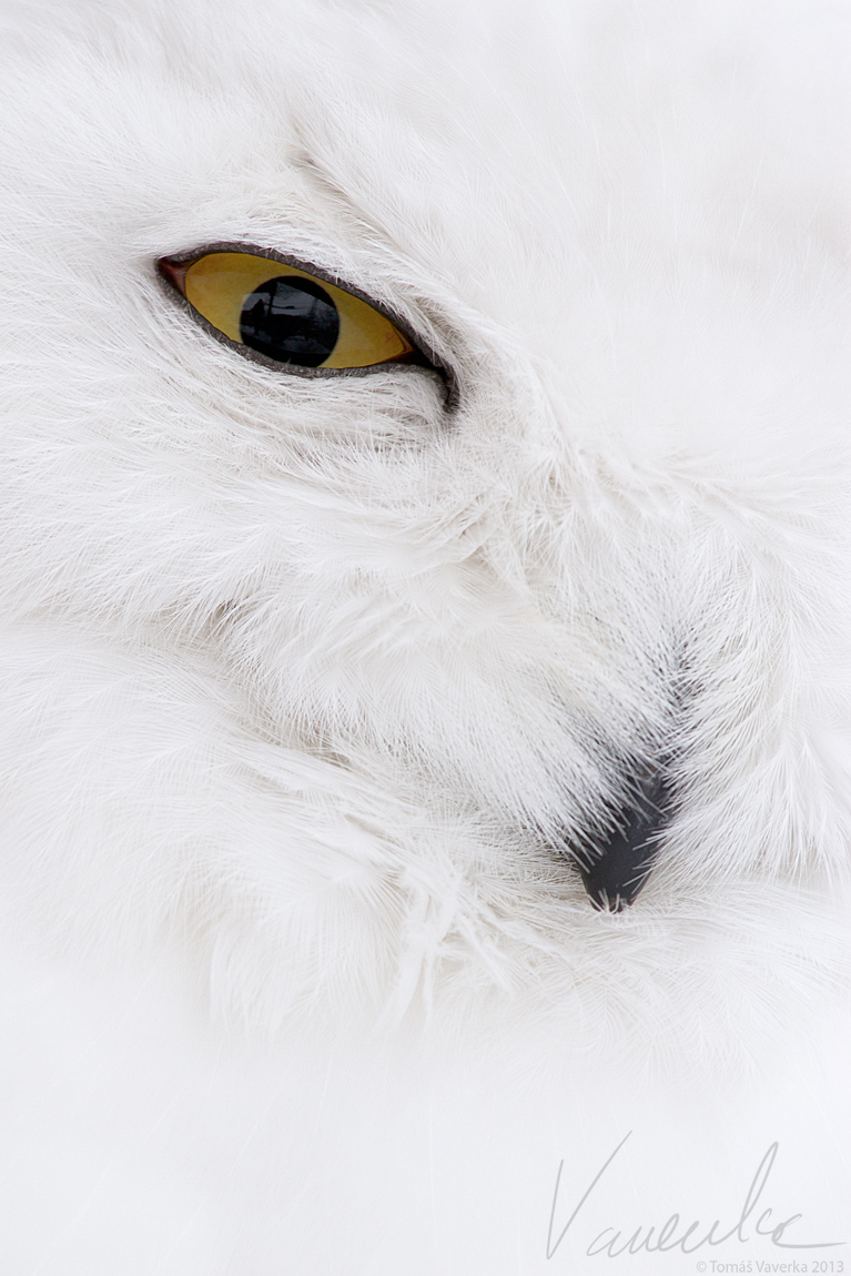 Snowy Owl #02