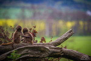 Young Geladas