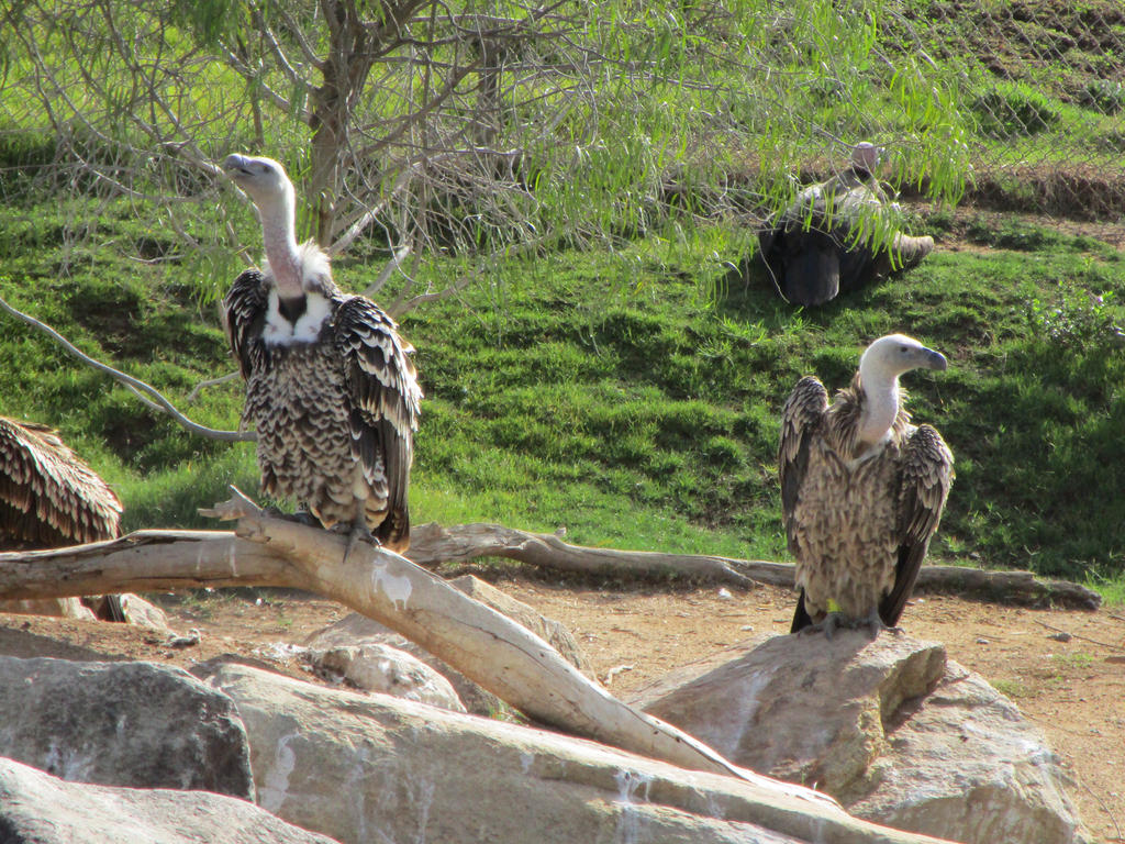Vultures at the San Diego Zoo Safari Park