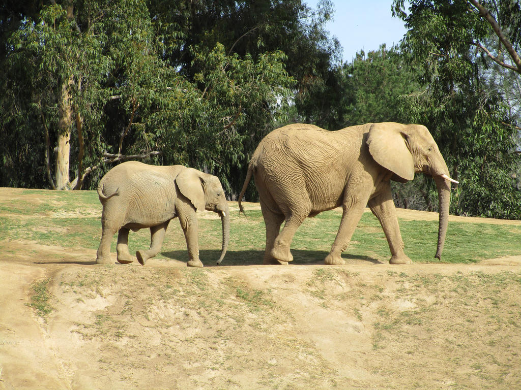 African Elephants at the San Diego Zoo Safari Park by kylgrv on DeviantArt