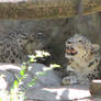 Snowy Felines in the Shade