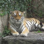 Stare Down With a Tiger