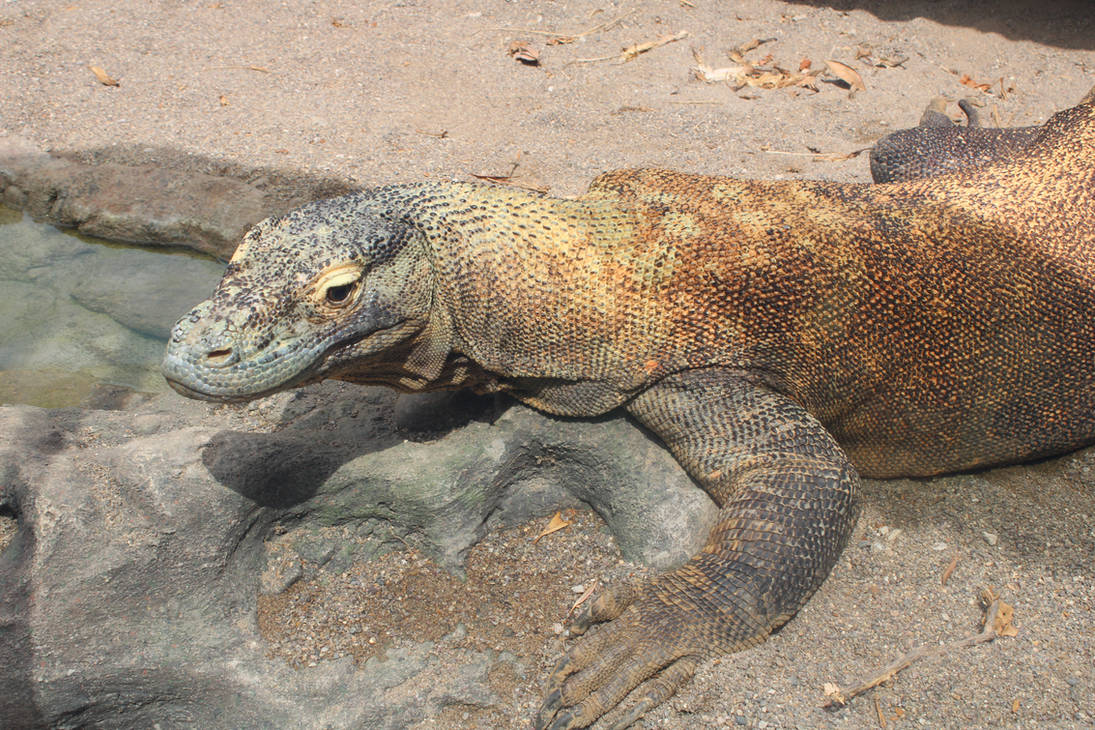 A Meat Eating Lizard Basking in the Sun by kylgrv on DeviantArt