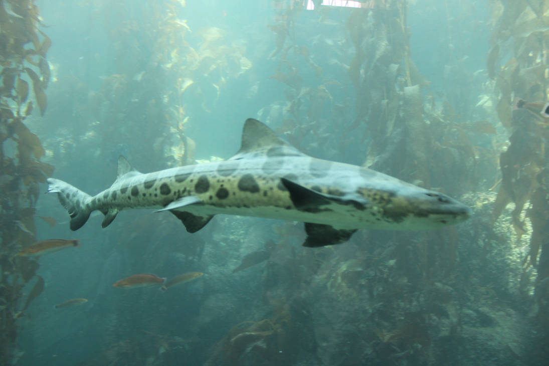 Kelp Forest Predator On Patrol by kylgrv on DeviantArt