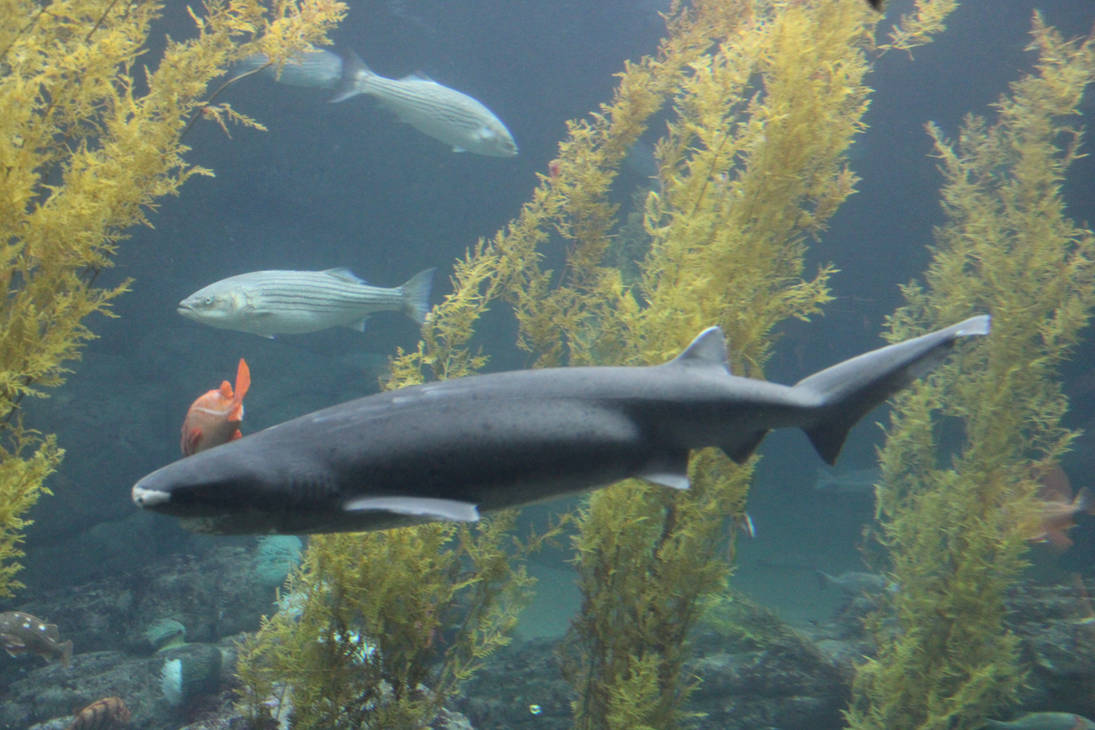 An Unusual Shark Swimming By by kylgrv on DeviantArt