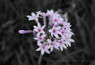 Delicate tiny flowers