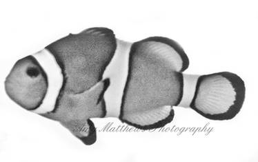 Clownfish No.2