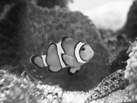 Clownfish No.4