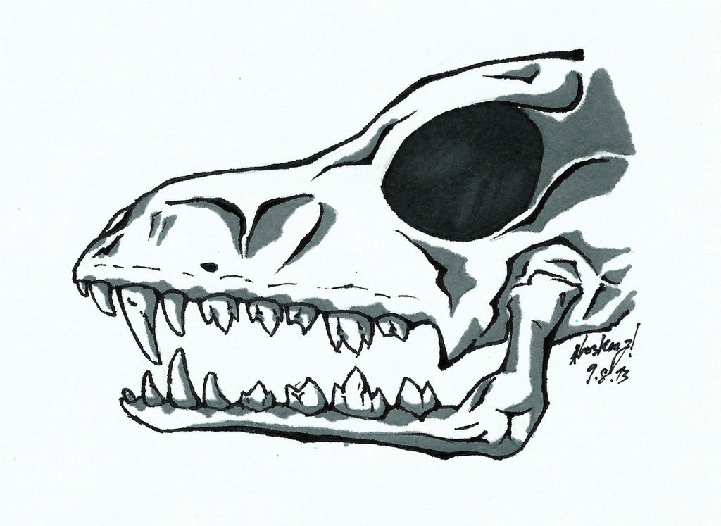 Some random skull. by Loskay on DeviantArt