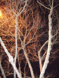 tree by the night