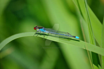 Damselfly