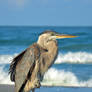 Sanibel Sentinel