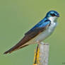 Swallow Study Two