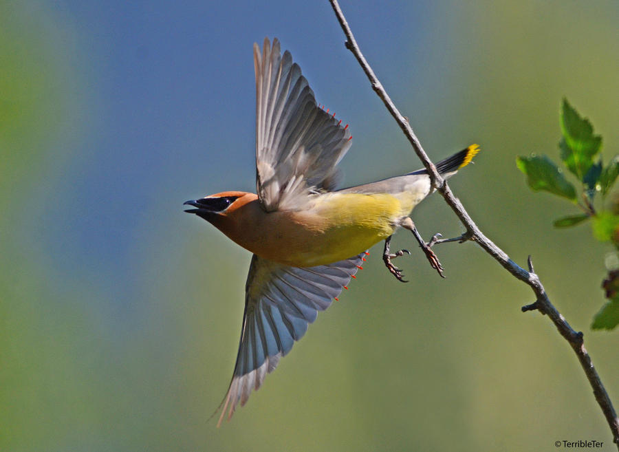 Waxwing Launch