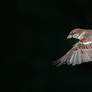 Weaver Finch in Flight 1