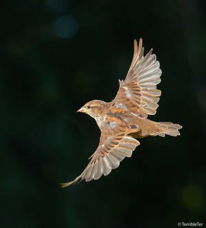 Weaver Finch in Flight 2
