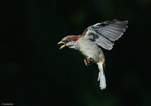 Fighting Finch