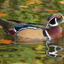 Wood Duck Idylls