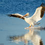 Pelican Planing