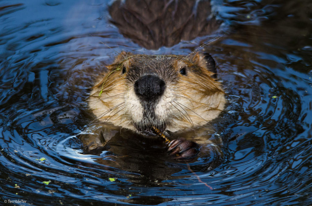 Beaver Toothpick by TerribleTer