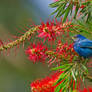 Who Could Be Blue amid the Red Flowers?