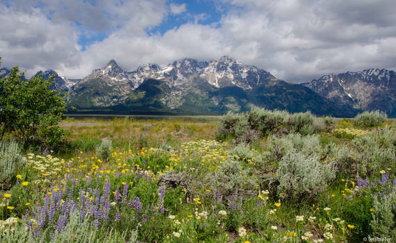 Teton Wildflower Vista