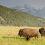 Teton Tramps