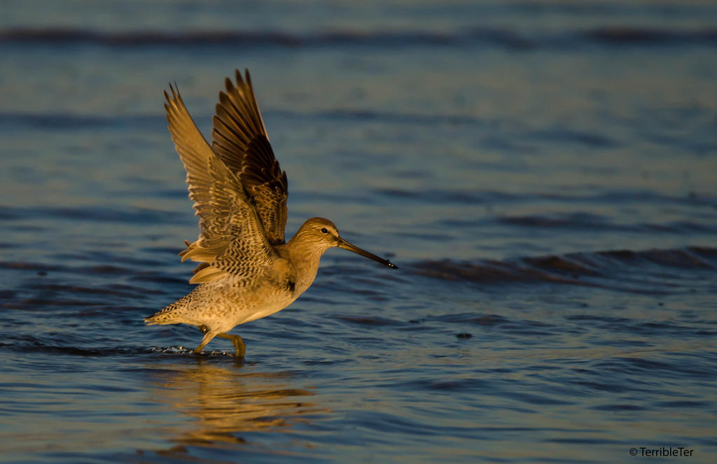 Dowitcher Power