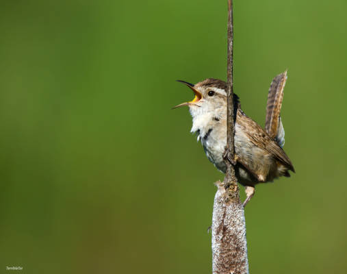 Tiny Trumpeter