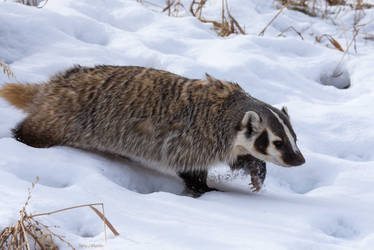 Winter Wanderer