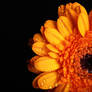 Orange Flower Head - Macro