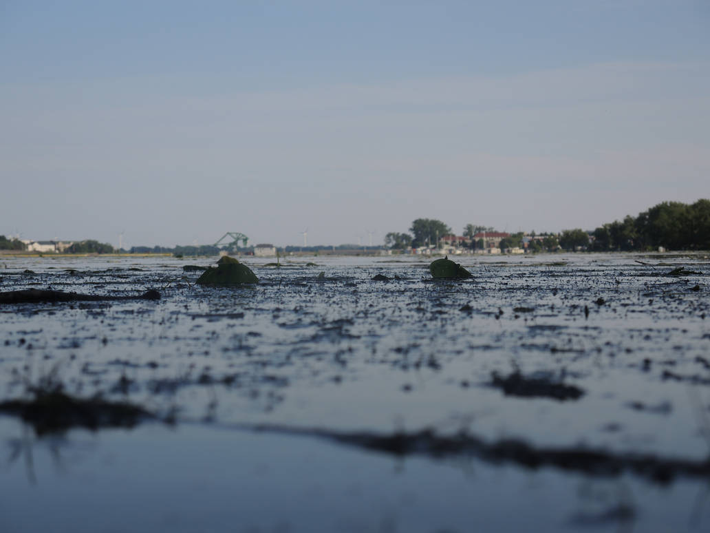 Bumpy Lily Water by FireKitty911 on DeviantArt