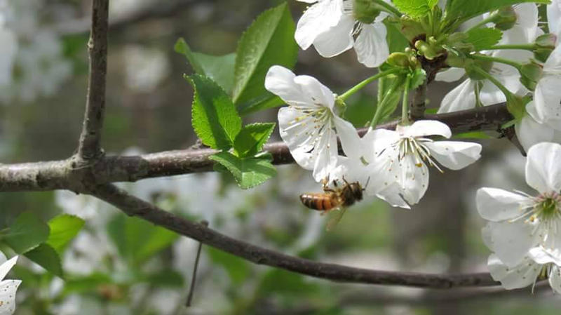 Cherry blossoms and a bee