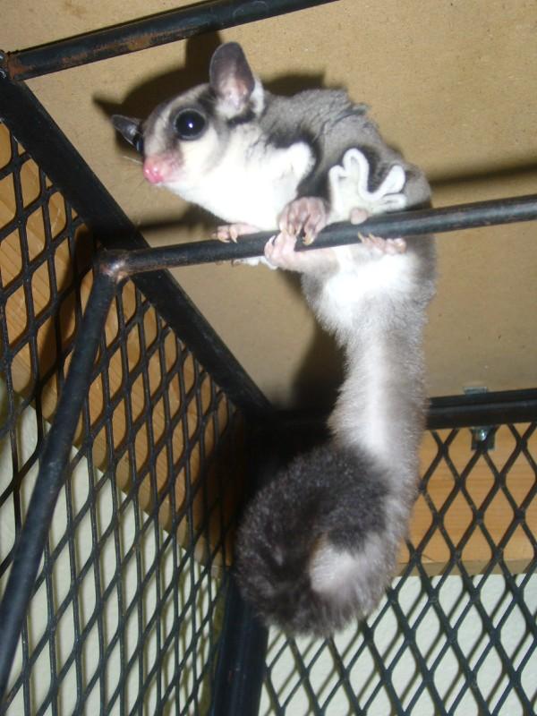 sugar glider