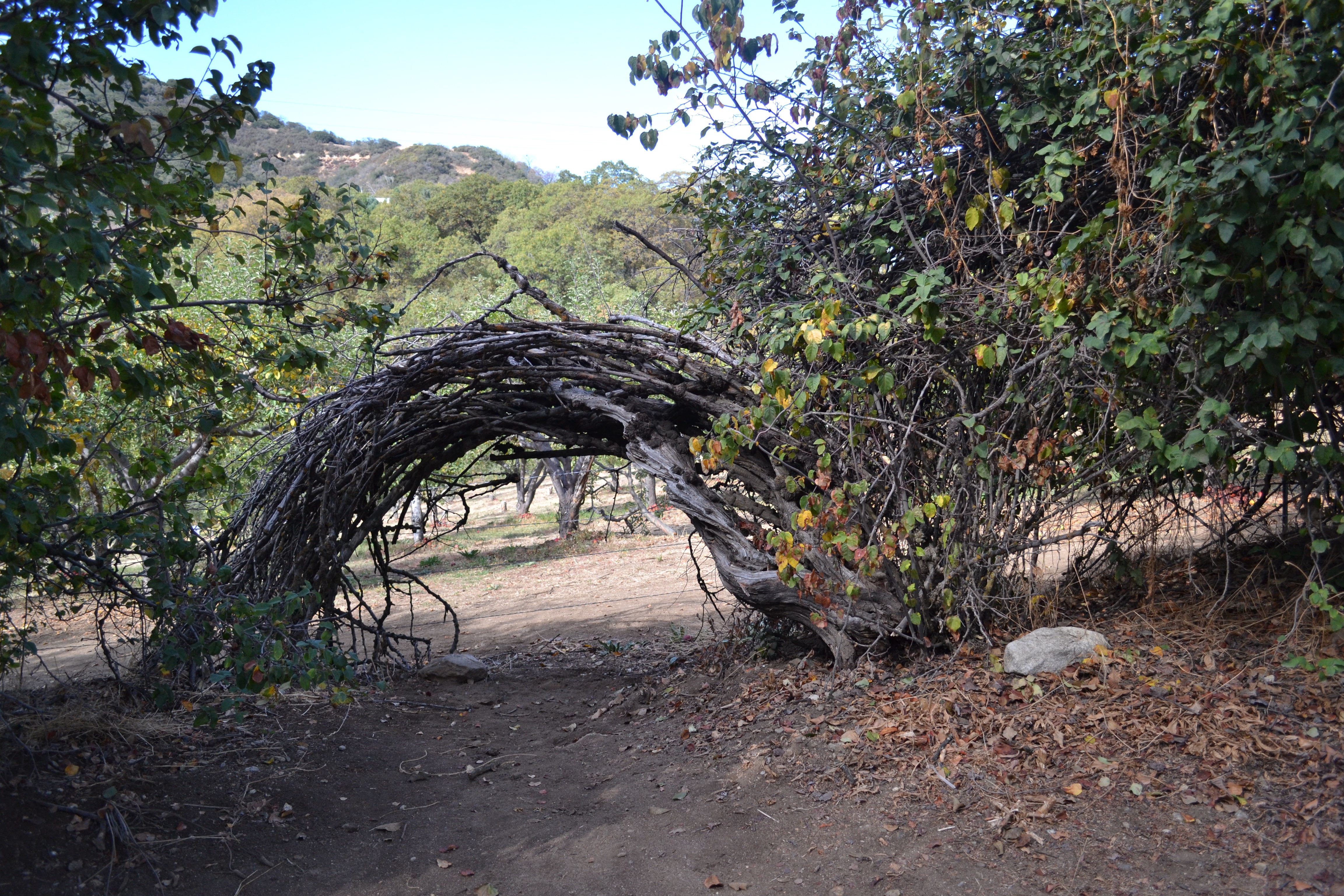 Twig Arch Stock