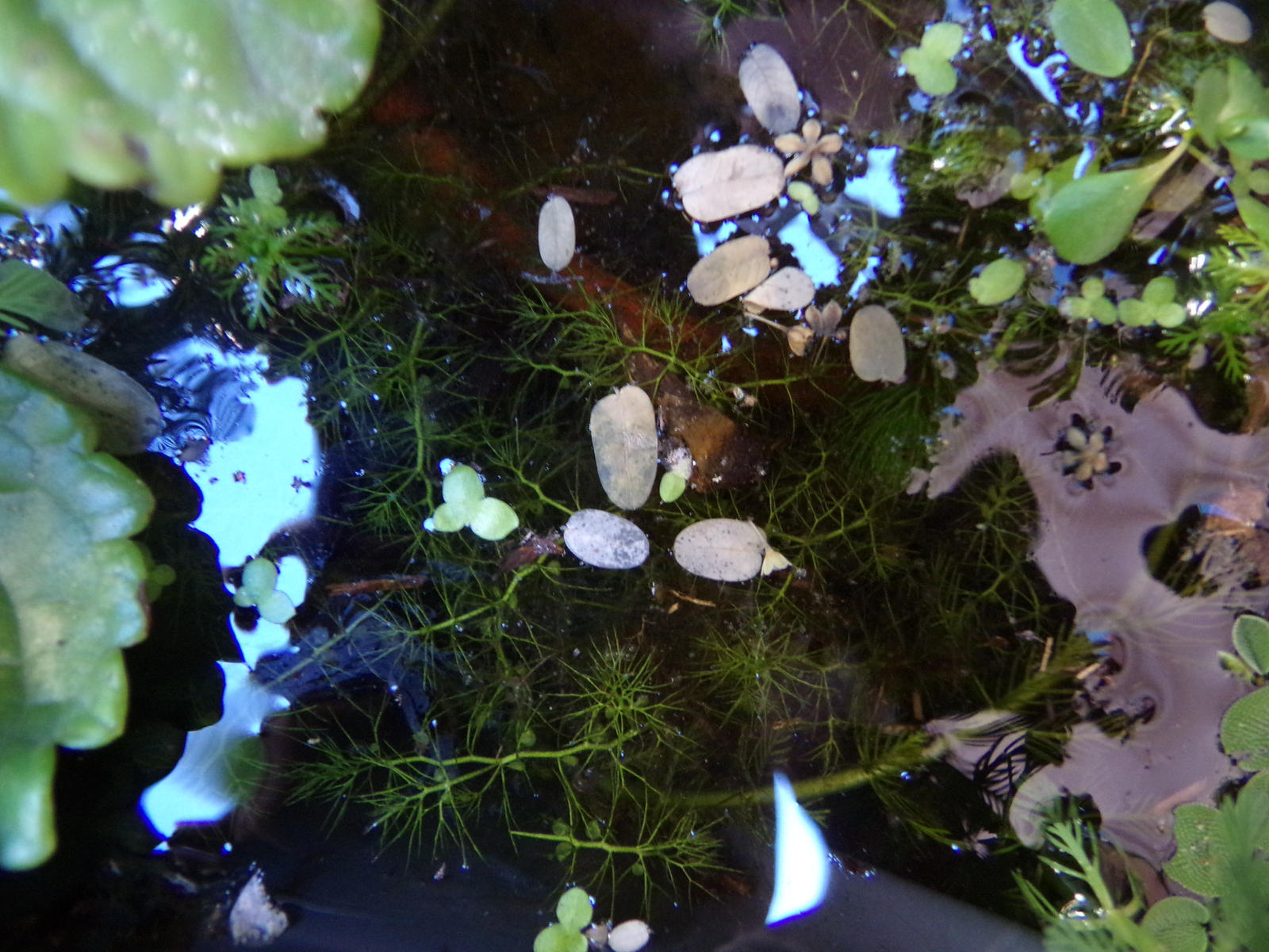 Utricularia gibba