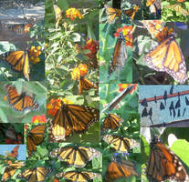 Lots of Monarchs